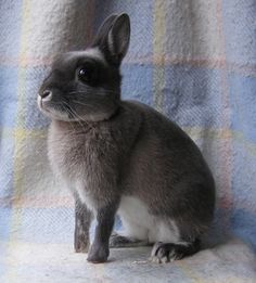 fe8302fc6161577c87c0cb1cb5a9c83c--bunny-bunny-bunny-rabbits