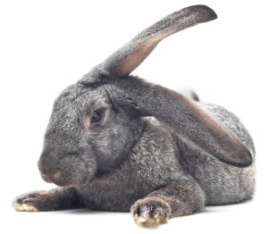 1200-5231212-resting-rabbit
